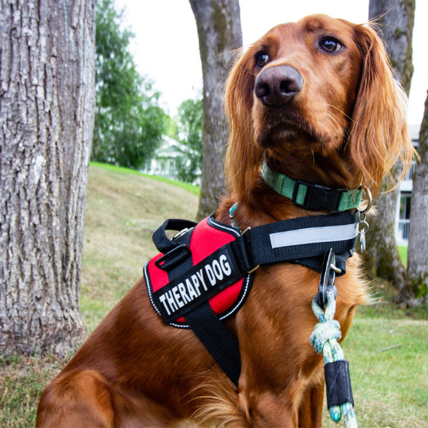 Therapy Dog tag on Irish Setter with red no-pull dog harness