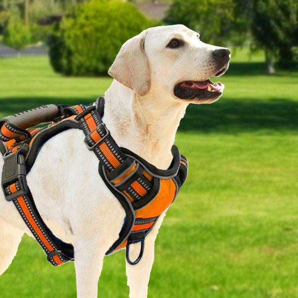 dog with an orange no-pull harness in a park