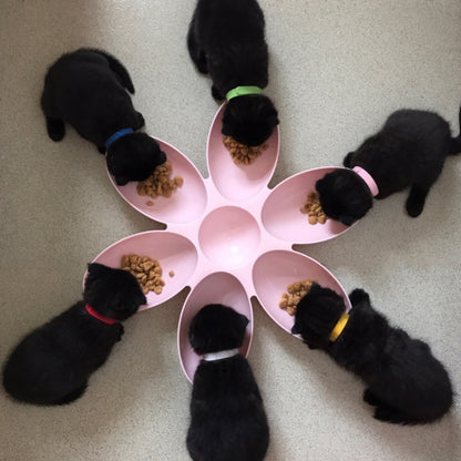 Cats eating on the multi-bowl feeder