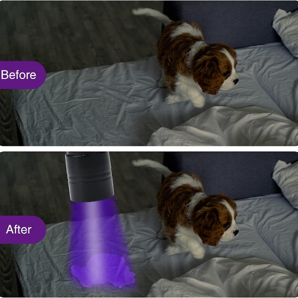 UV Flashlight Urine Detector - detecting dog's urine on bed
