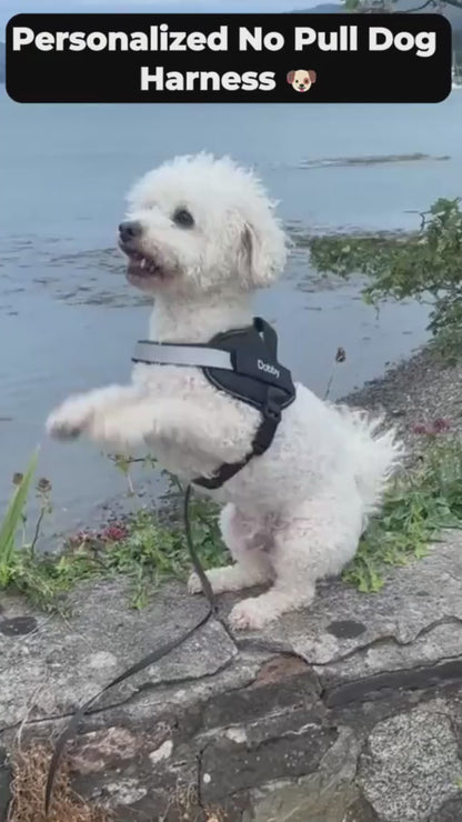 Custom Tag, Reflective No-Pull Dog Harness